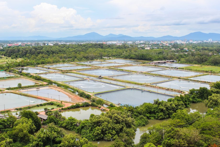 Krevečių fermos Tailanda