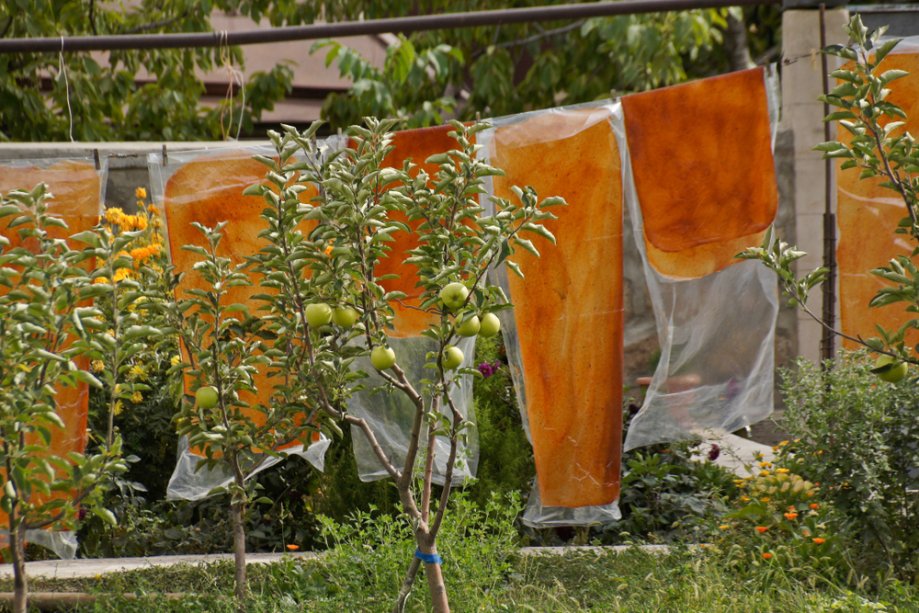 Džiovinamos vaisių odos Armėnijoje
