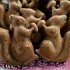 Sausainiai voveraitės